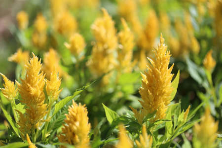 Yellow of Cockscomb flower in bloom and morning sunshine in the flower garden.