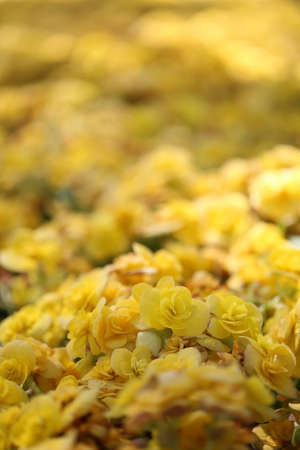 Yellow flowers blooming in the backyard.