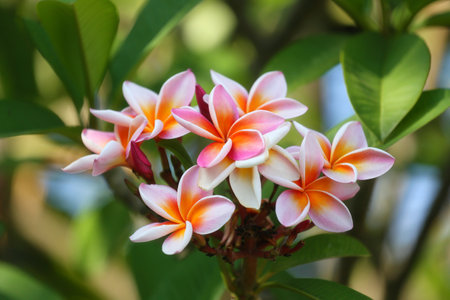 White mix yellow of plumeria flowers that are blooming in the backyard.の写真素材