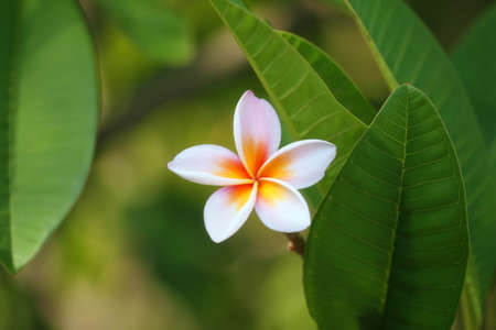 White mix yellow of plumeria flowers that are blooming in the backyard.の写真素材