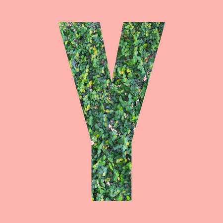 Alphabet letters of shape Y in green leaf style on pastel pink background for design in your work.の写真素材