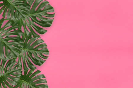 Green monstera leaves on pink background and have copy space for design in your work.