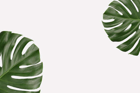 Green monstera leaves on gray background and have copy space for design in your work.