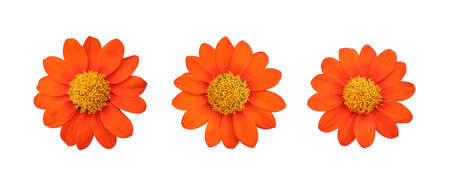 Set of Orange Mexican sunflower isolated on white background and have clipping paths.