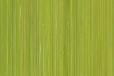 Green lines pattern abstract background for a use design in your work.の写真素材