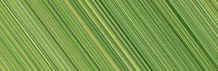 Abstract pattern green stripes for background design,natural green tone for backdrop.の写真素材