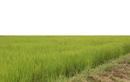 Rice field on white background for design in your work.の写真素材