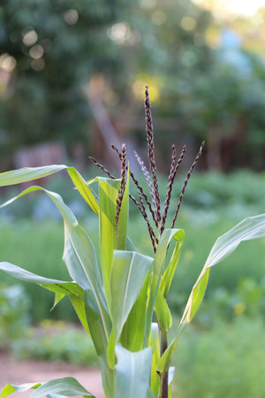 Blossoms of the corn plants that are blooming and turning into corn are in the vegetable garden.