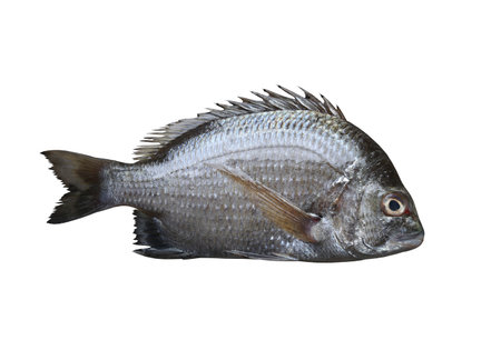 Picnic seabream fish isolated on white background