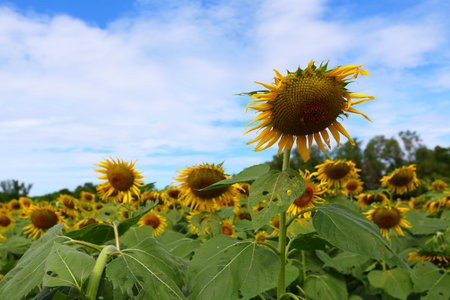 Sunflowers are blooming and light from the sun on a clear day and have copy space.の写真素材