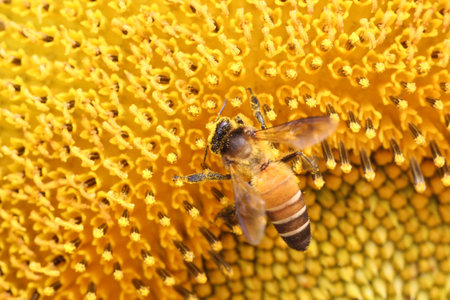 Blooming Sunflower with closeup on pollen and have bees sucking nectar, Bees take the pollen nectar back to their hive.の写真素材