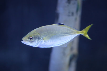 Dusky jack fish has a rather fat body, long and slender, with a large head and a wide mouth, It is another type of hard-tailed fish that feeds along the coast.の写真素材