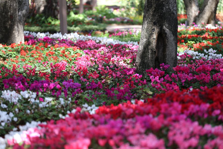 Various kinds of colorful flowers blooming in the flower beds in the flower garden.の写真素材