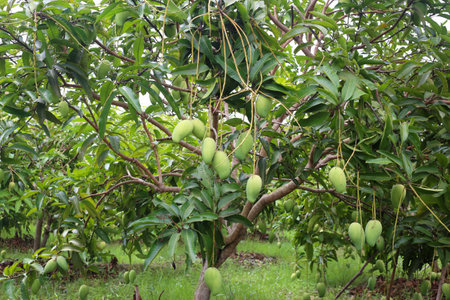 Green mango is not ripe on the trees in the orchard,Fruit garden in the tropics area of Thailand.