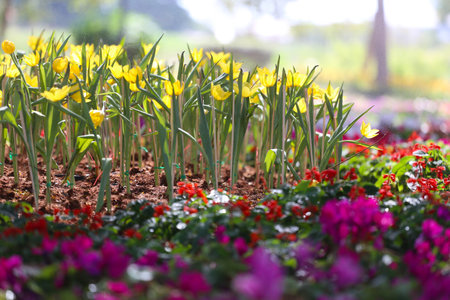 Yellow tulips are blooming in a flower bed surrounded by colorful flowers in a flower garden.の写真素材