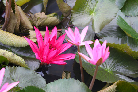 Red indian water lily are blooming in the pond for natural landscape design.の写真素材