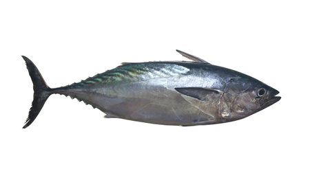 Mackerel tuna which has a long body with isolated on white background and have clipping paths.の写真素材