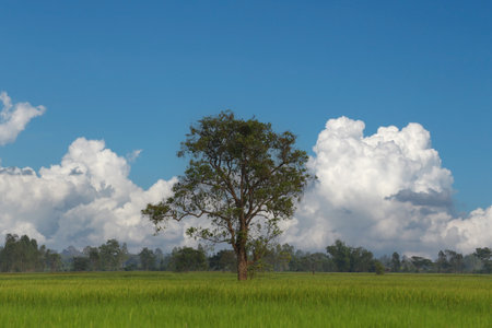 Large green tree in the middle of a rice field with clouds and a bright blue sky as a backdrop.の写真素材
