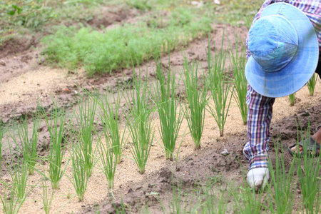 Dedicated gardener carefully tends to fresh green onions in a field, showcasing the hard work and connection to nature in agricultural practices.の写真素材