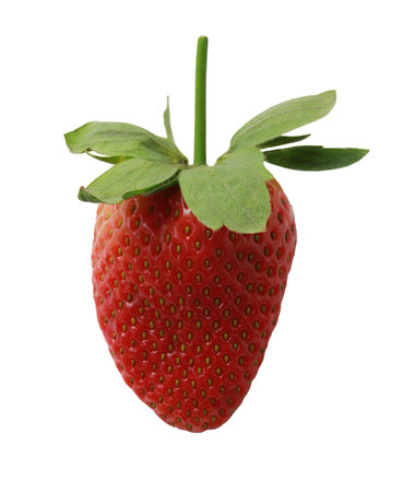 Vibrant red strawberry with green leaves, isolated on white background and have clipping paths. perfect for healthy eating themes, summer recipes, and fresh food visuals.の写真素材