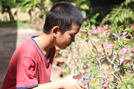 A young boy carefully prunes flowering plants in a sunlit garden, enjoying the process of nurturing nature. This image captures youthful curiosity and love for gardening.の写真素材