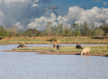 A picturesque scene of water buffalo grazing peacefully by a riverbank, showcasing the beauty of rural life and the harmony of nature under a majestic sky.の写真素材