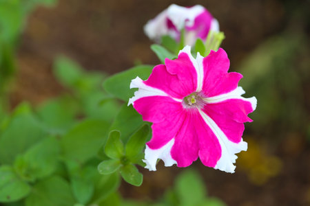 Pink and white Petunia flower is blooming in the flower garden.の写真素材
