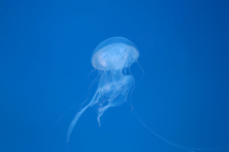 Small jellyfish or medusa of  bright blue color from the lights of Blacklight lamp.の写真素材