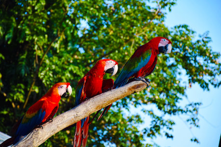 Macau Birds