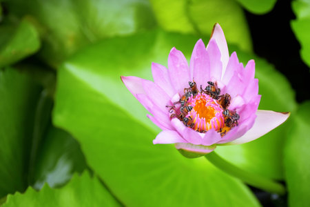 Pink Lotusの写真素材