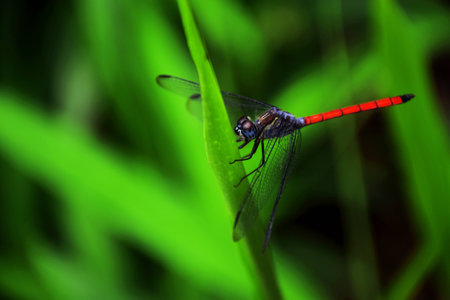 Red Dragonflyの写真素材