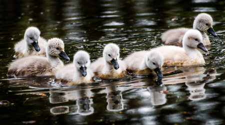 Swan Babiesの写真素材