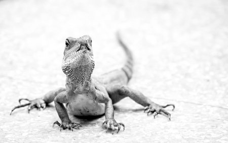 Lizard の写真素材