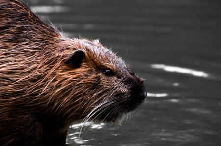 Beaverの写真素材
