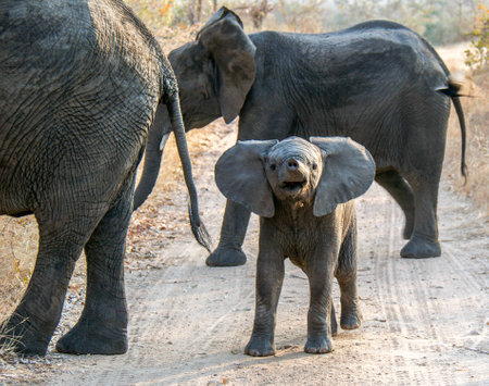 Baby elephant  の写真素材