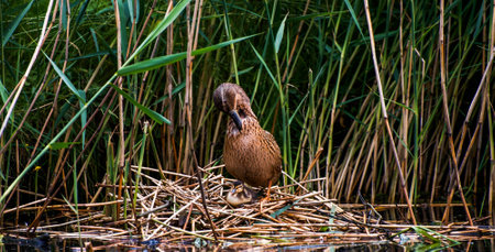 Mallard family at the nest  の写真素材
