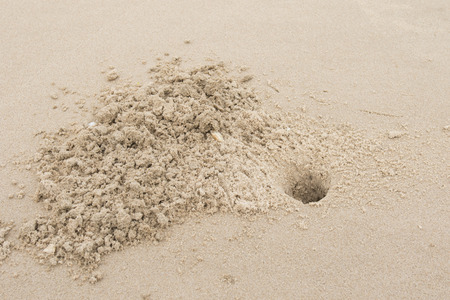 crabs holes in the sandの写真素材