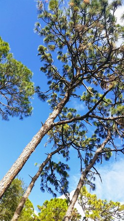Slash Pine Trees