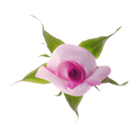 Pink Rose from the Aboveの写真素材