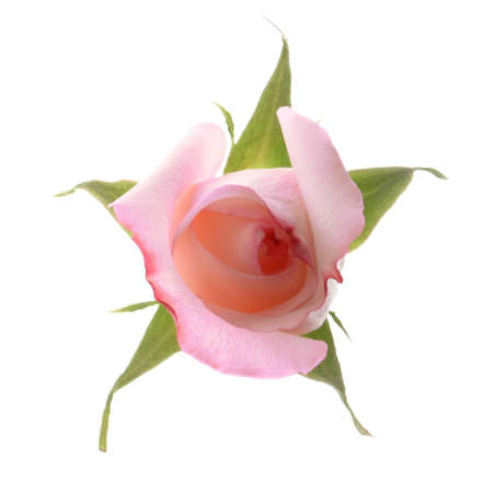 Pink Rose from the Aboveの写真素材