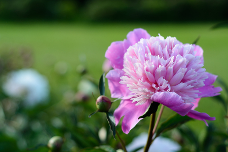 Pink Chrysanthemum flowersの写真素材