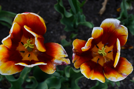 beautiful red tulipsの写真素材