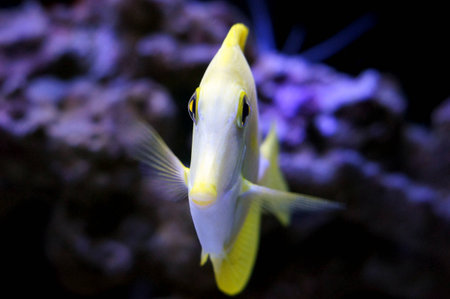 Yellow Tang in saltwater