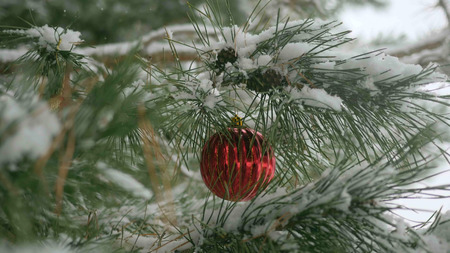 Red Christmas decorations with pine branches with copy spaceの写真素材