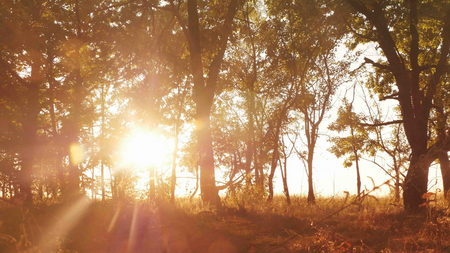 Autumn deciduous forest at dawn or sunrise, the video on the moveの写真素材