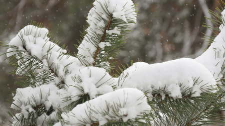 Beautiful tree covered with snow, close-up view, in the frosty winter, the Christmas forestの写真素材