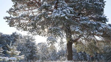 amazing winter landscape with snow and blue skyの写真素材