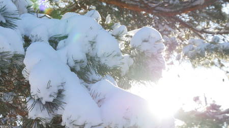 Beautiful tree covered with snow, close-up view, in the frosty winter, the Christmas forestの写真素材