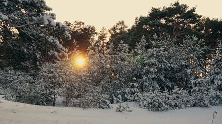 Sunset in the wood between the trees strains in winter periodの写真素材