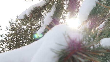 Beautiful tree covered with snow, close-up view, in the frosty winter, the Christmas forestの写真素材